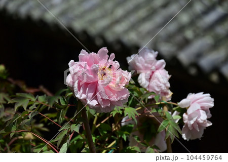 長谷寺 牡丹 長谷寺 牡丹 104459764