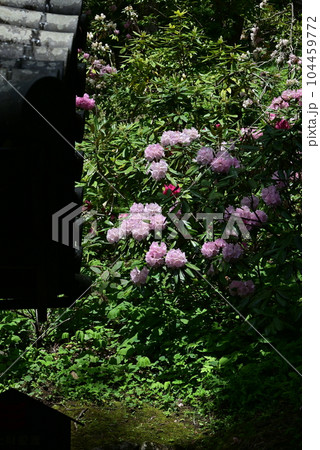 長谷寺 牡丹 長谷寺 牡丹 104459772