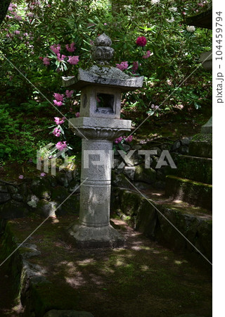 長谷寺　牡丹 104459794