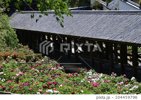 長谷寺　牡丹 104459796