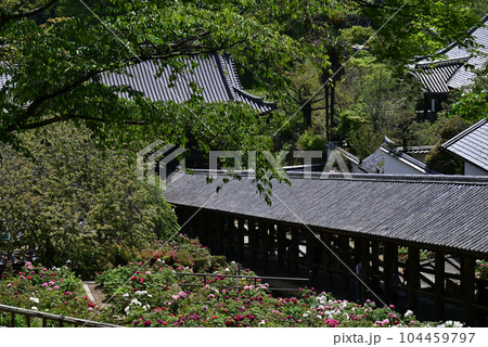 長谷寺 牡丹 長谷寺 牡丹 104459797