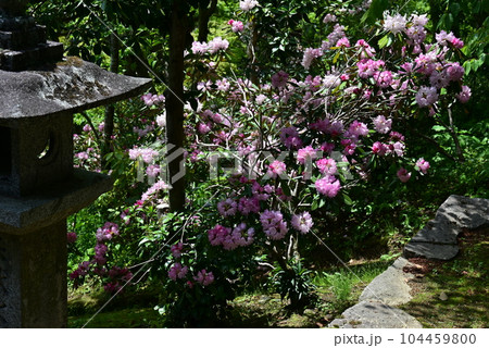長谷寺　牡丹 104459800