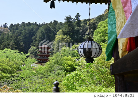 長谷寺　牡丹 104459803