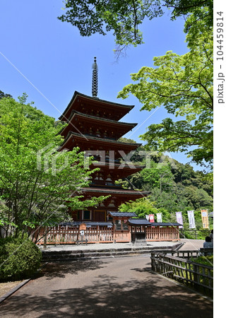 長谷寺　牡丹 104459814