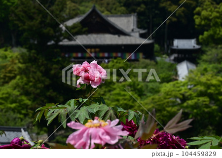 長谷寺 牡丹 長谷寺 牡丹 104459829