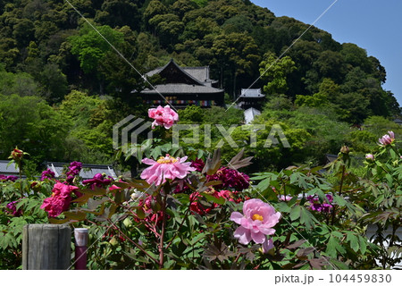 長谷寺　牡丹 104459830