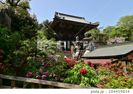 長谷寺 牡丹 長谷寺 牡丹 104459834