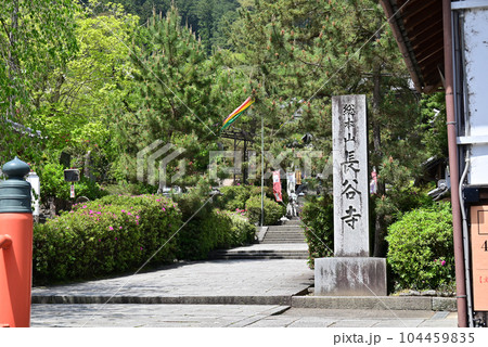 長谷寺 牡丹 長谷寺 牡丹 104459835