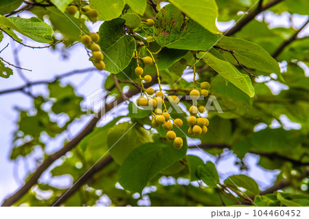 日本の横浜都市景観 ハクウンボク(白雲木)の実。花言葉は壮大、愛の旅、朗らかな人=6月30日 日本の横浜都市景観 ハクウンボク(白雲木)の実。花言葉は壮大、愛の旅、朗らかな人=6月30日 104460452