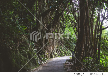 June 26 2023, Majestic and sprawling Banyan tree with impressive aerial roots 104460518
