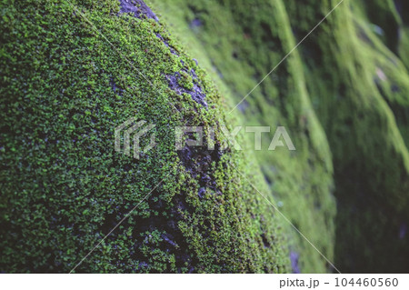 Moss is a type of small, non vascular plant that typically Moss is a type of small, non vascular plant that typically 104460560