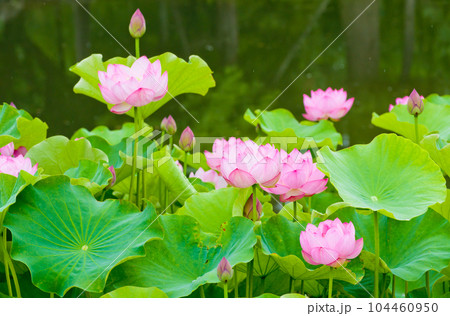 池の中のピンクの蓮畑（アップ） 104460950