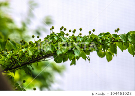 日本の横浜都市景観 梅雨が続くが早くも実に。梅雨時の白い花・山法師（ヤマボウシ）の花言葉は友情＝6月 104461028
