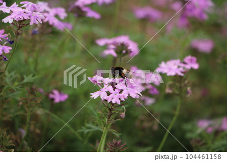 花に止まったハチ 104461158