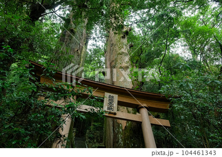 和歌山県田辺市 中辺路町 継桜王子(野中の一方杉) 和歌山県田辺市 中辺路町 継桜王子(野中の一方杉) 104461343