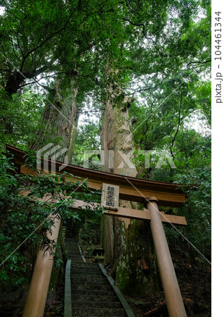 和歌山県田辺市 中辺路町 継桜王子（野中の一方杉） 104461344