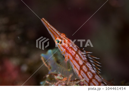 クダゴンベ 104461454