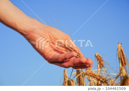 A picturesque golden field of rye with sunlight. Sustainable agriculture. Close-up of hand with rye ears. Abundance, fertility symbolism. Rustic countryside. Wheat field, essence of summertime A picturesque golden field of rye with sunlight. Sustainable agriculture. Close-up of hand with rye ears. Abundance, fertility symbolism. Rustic countryside. Wheat field, essence of summertime 104461509