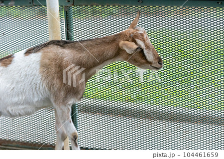 道の駅ぐりーんふらわー牧場大胡 茶色の山羊 道の駅ぐりーんふらわー牧場大胡 茶色の山羊 104461659