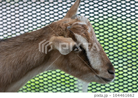 道の駅ぐりーんふらわー牧場大胡　茶色の山羊 104461662