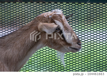 道の駅ぐりーんふらわー牧場大胡 茶色の山羊 道の駅ぐりーんふらわー牧場大胡 茶色の山羊 104461663