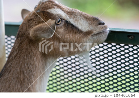 道の駅ぐりーんふらわー牧場大胡 茶色の山羊 道の駅ぐりーんふらわー牧場大胡 茶色の山羊 104461664