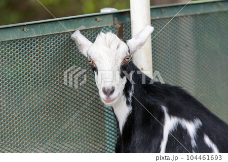 道の駅ぐりーんふらわー牧場大胡　白黒ぶちの山羊 104461693