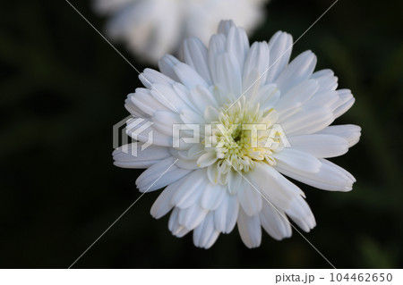 家の周りの草花 四季の色々 花壇の彩り 可憐な花びら マーガレット 家の周りの草花 四季の色々 花壇の彩り 可憐な花びら マーガレット 104462650