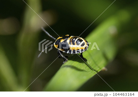 ナガメの幼虫 104463164