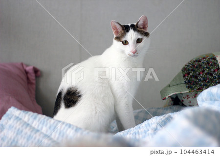 Daily concept of Japanese Bobtail cat living at home 104463414