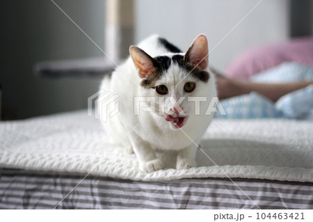 Daily concept of Japanese Bobtail cat living at home Daily concept of Japanese Bobtail cat living at home 104463421