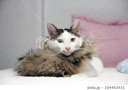 Daily concept of Japanese Bobtail cat living at home Daily concept of Japanese Bobtail cat living at home 104463431