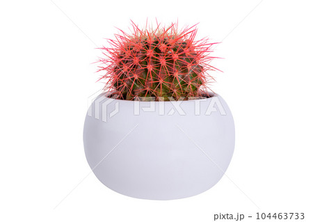 a round cactus with a pink needls, a white potted houseplant, isolated 104463733