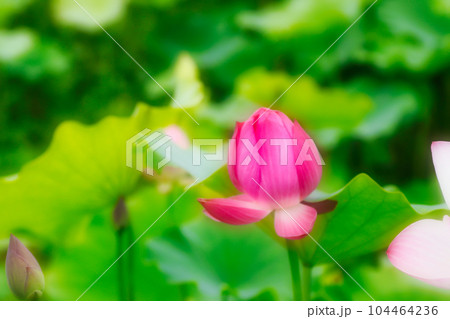 仏事のイメージ 蓮の花 104464236