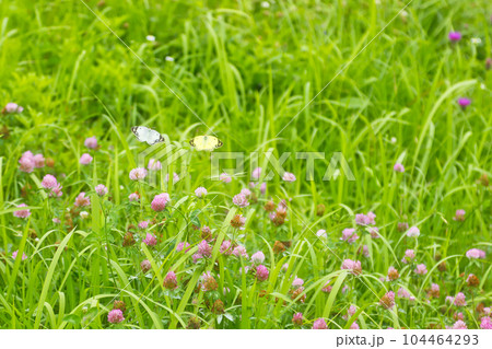 モンシロチョウとモンキチョウ 104464293
