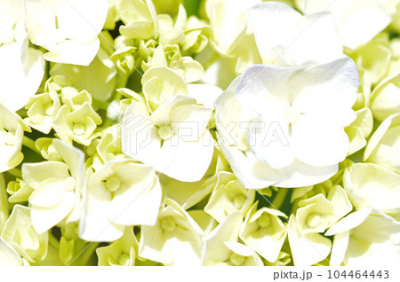 ハイキーなアジサイ（紫陽花） 104464443