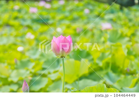 一輪の蓮 一輪の蓮 104464449