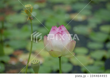 雨に濡れる蓮の花 104464493