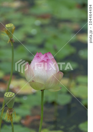 雨に濡れる蓮の花 104464494