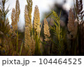Brown grass spikes illuminated by a ray of light at sunset in the meadow. Beautiful rural background of wild grass in the field in autumn. Focus on the wormwood 104464525