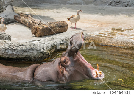 大きな口を開けるカバ 天王寺動物園 大きな口を開けるカバ 天王寺動物園 104464631