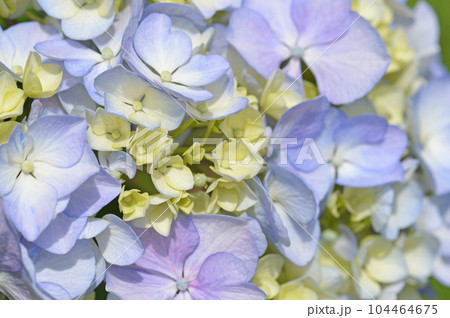 アジサイ(紫陽花) アジサイ(紫陽花) 104464675