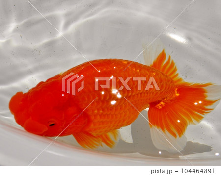 金魚 金魚 104464891