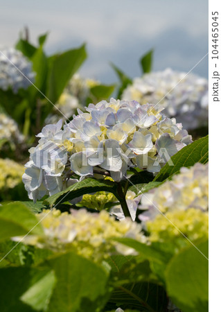 紫陽花 アジサイ あじさい 104465045