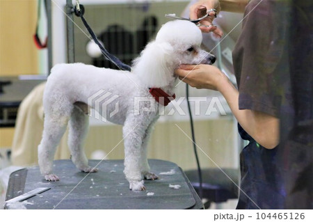 可愛いラムカットにトリミング中の白いトイプードルのベイリーくん♡ 104465126