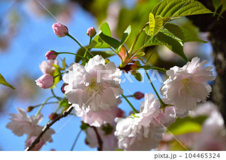 八重桜 鎌足桜 大阪造幣局にて 八重桜 鎌足桜 大阪造幣局にて 104465324