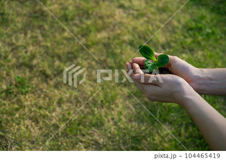 A woman holds a sprout in her hands outdoors. A woman holds a sprout in her hands outdoors. 104465419