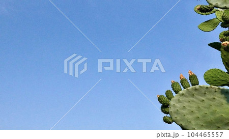 屋外で育っているウチワサボテンの写真 104465557