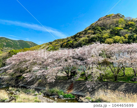 静岡県沼津市・戸田大川公園の桜並木 静岡県沼津市・戸田大川公園の桜並木 104465699