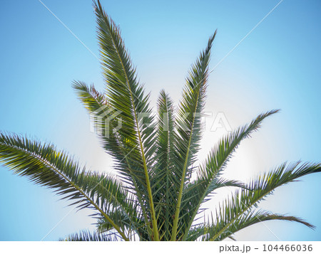 The top of a palm tree against the blue sky. Beautiful background. South. Resort. Vacation on the coast. Palm tree trunk. 104466036